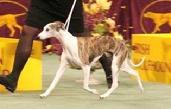 Moxi Westminster 2007