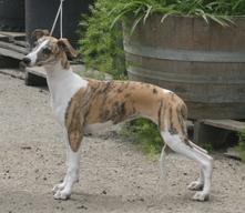 "Adele" (Pup 5 Female) learns her way around a dog show at Ventura on July 9 with co-owner and handler Mandy Clevenger.