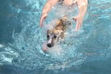 "Rickie" (Pup 4 Male) takes his first swim safety lesson at Nysa Hill. Dam Epic is an avid swimmer, Viggo too!
