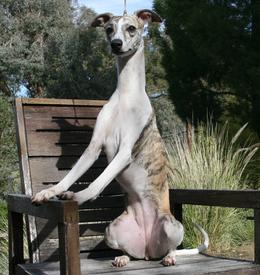 Moxi daughter Spirit is agile, alert and active by day, with an affectionate and loving nature. She has won her pup classes with her dam's trademark love of the ring.