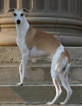 Sire: Ch Ableaim Kodak Moments "Kody" Photo by Kathy Rasmussen.