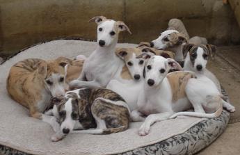 Whippet puppies are wonderfully curious, playful and already exhibit the trademark whippet inclination to cuddle. Photo: Angie Diehl, Nysa Hill