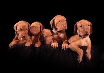 koppertone vizsla