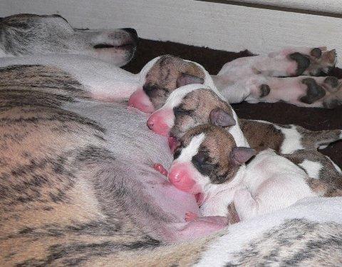 The Kody x Moxi puppies enjoy one of their first meals. Photo by Linda Stewart.