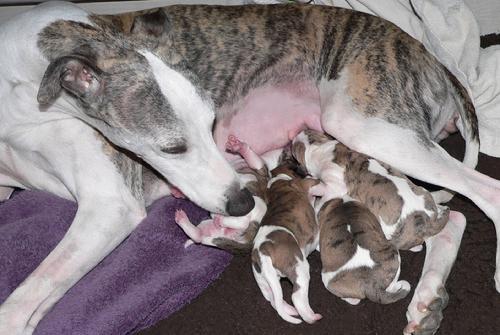 Moxi's newest litter nuzzles mom with vigor. The two boys and two girls were born happy and hearty, at between 13-14 oz each. Photo by Linda Stewart/Endeavor.
