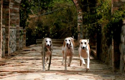 Vets Kimset, Goodnight & Mom Tempest canter down the arbor in slow motion. (c) Animal Planet 2014.