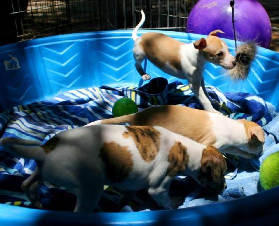 At five weeks the pups are active, playful and adventurous.